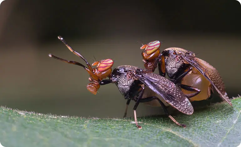 Minimize the Risk of Having Red Roaches - 3d-zero-nuisibles.fr