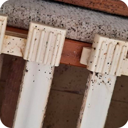 Trace de dejection des punaises de lit