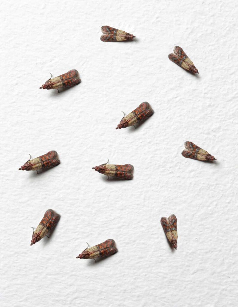 élimination mites alimentaires